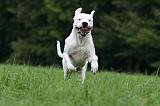 DOGUE ARGENTIN 444